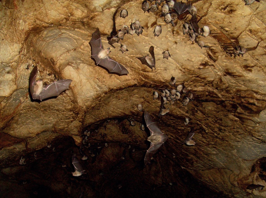 Pipistrelli in una grotta dell'Isola di Petala, Grecia